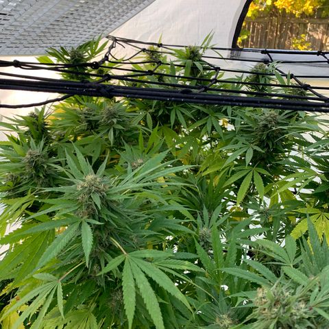 Golden Haze growlog timeline photo