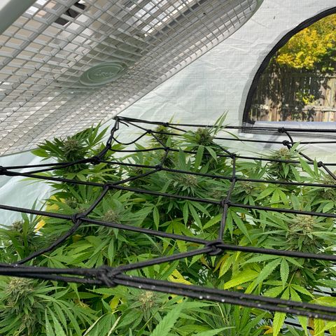 Golden Haze growlog timeline photo