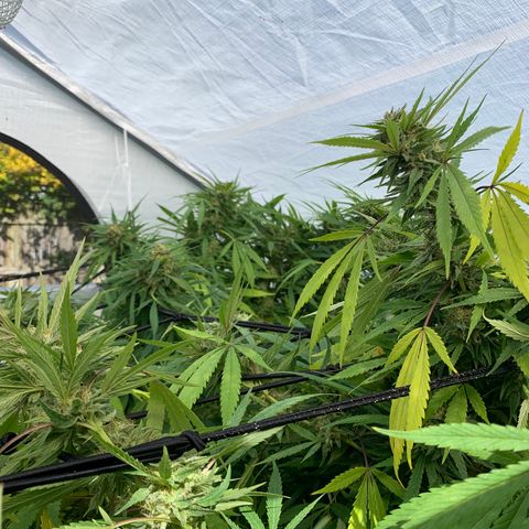 Golden Haze growlog timeline photo
