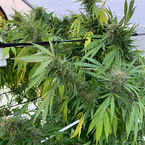 Golden Haze growlog timeline photo