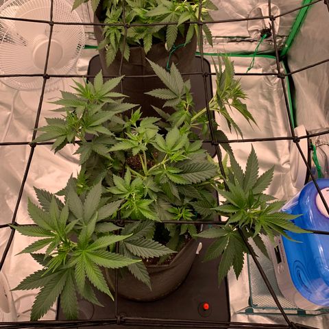 Sunset Sherbert growlog timeline photo