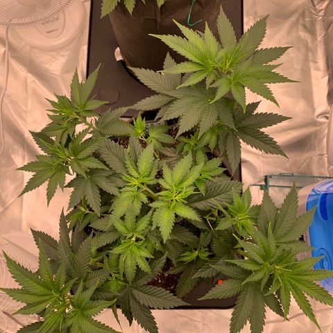 Sunset Sherbert growlog timeline photo