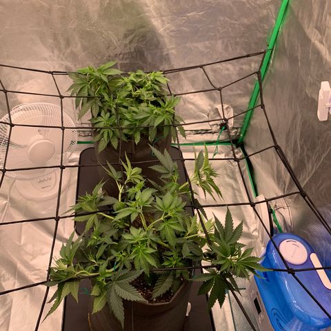 Sunset Sherbert growlog timeline photo