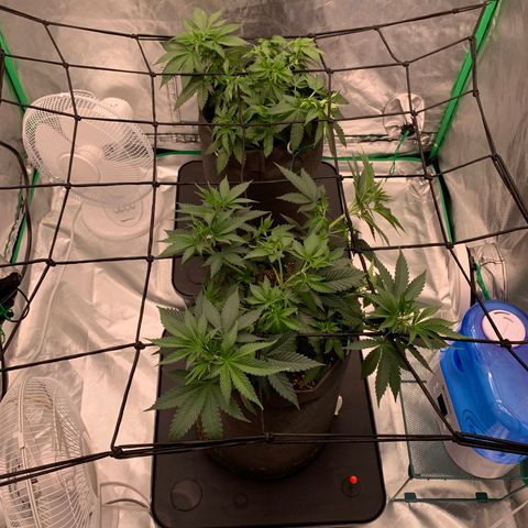 Sunset Sherbert growlog timeline photo