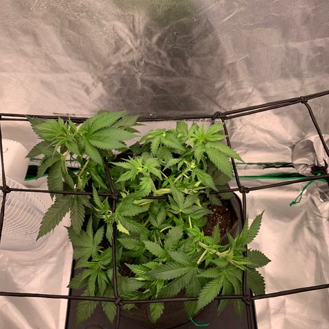 Sunset Sherbert growlog timeline photo