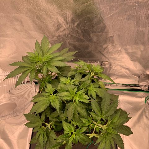 Blueberry growlog timeline photo