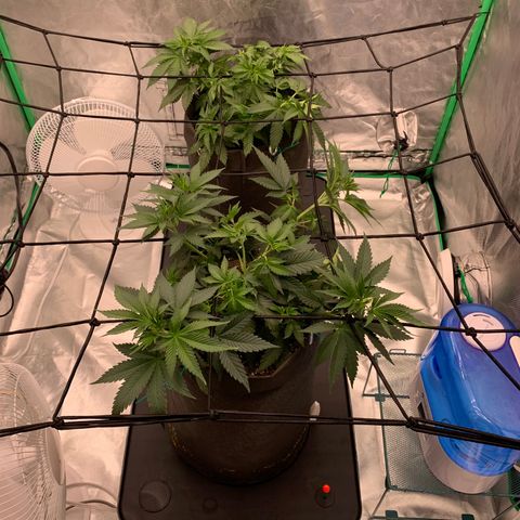 Blueberry growlog timeline photo