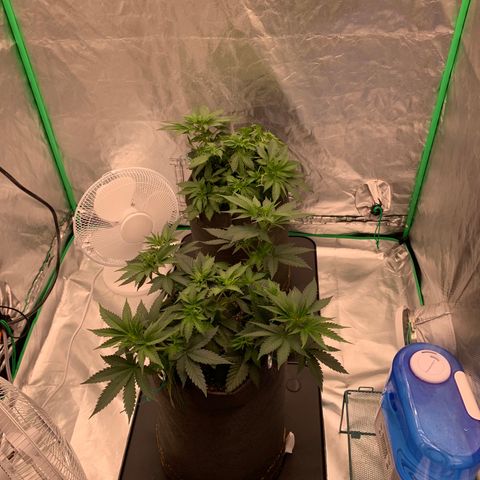 Blueberry growlog timeline photo
