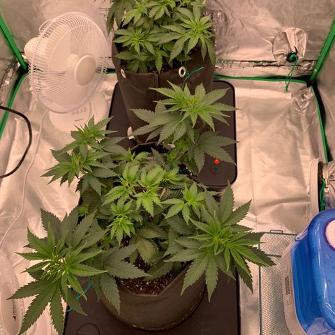 Blueberry growlog timeline photo