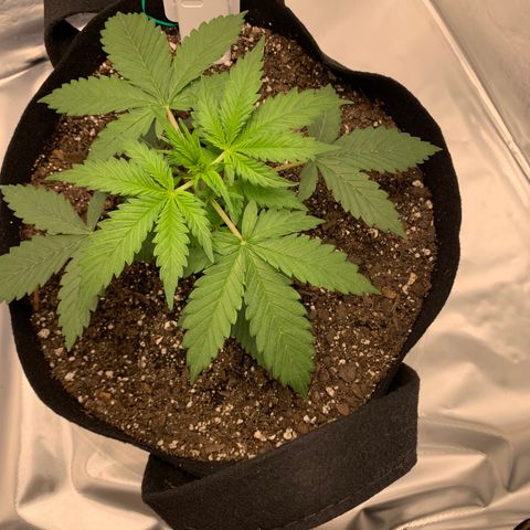 Auto Zkittlez growlog timeline photo