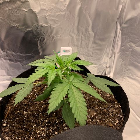 Auto Zkittlez growlog timeline photo