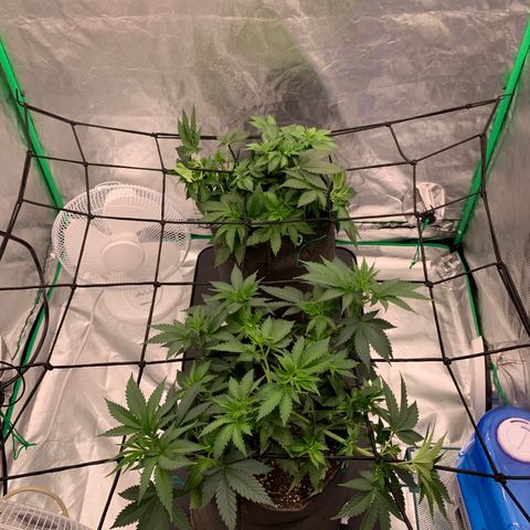 Sunset Sherbert growlog timeline photo