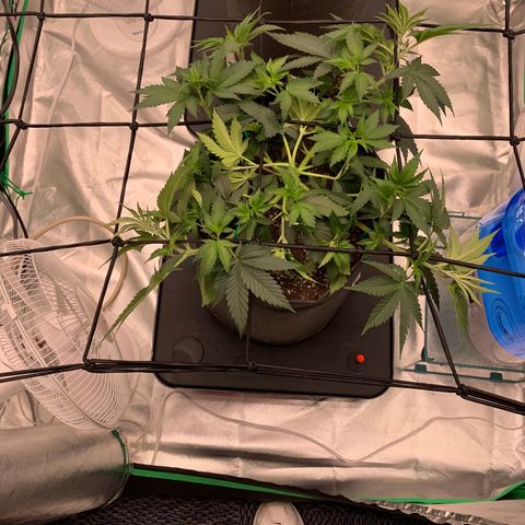 Sunset Sherbert growlog timeline photo