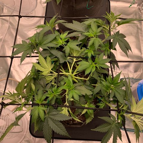 Sunset Sherbert growlog timeline photo