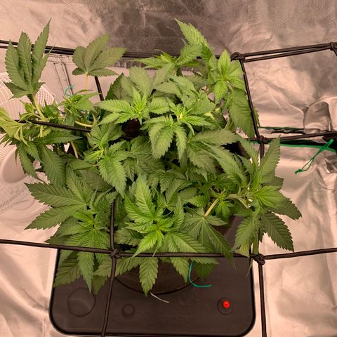 Blueberry growlog timeline photo