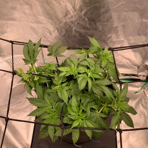 Blueberry growlog timeline photo