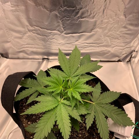 Auto Zkittlez growlog timeline photo
