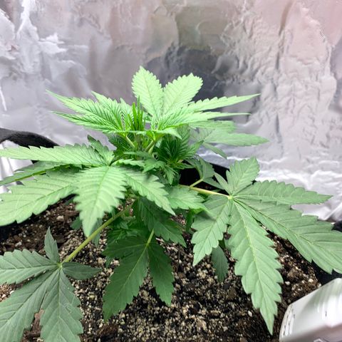 Auto Zkittlez growlog timeline photo