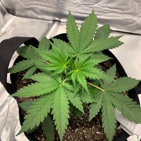 Auto Zkittlez growlog timeline photo