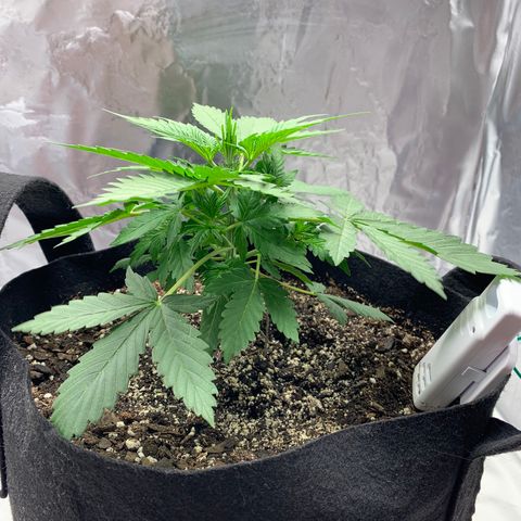 Auto Zkittlez growlog timeline photo