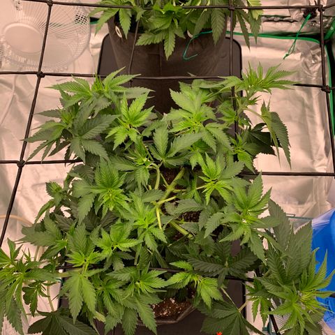 Sunset Sherbert growlog timeline photo