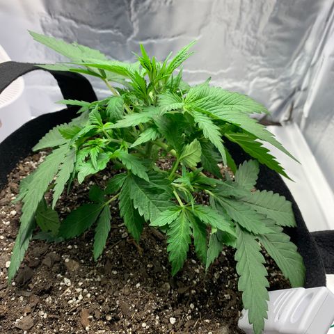 Auto Zkittlez growlog timeline photo