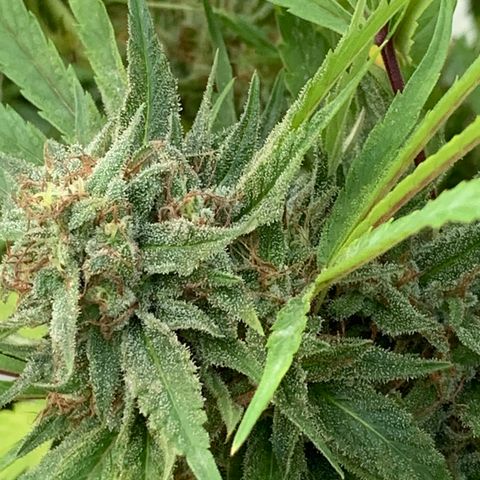Golden Haze growlog timeline photo