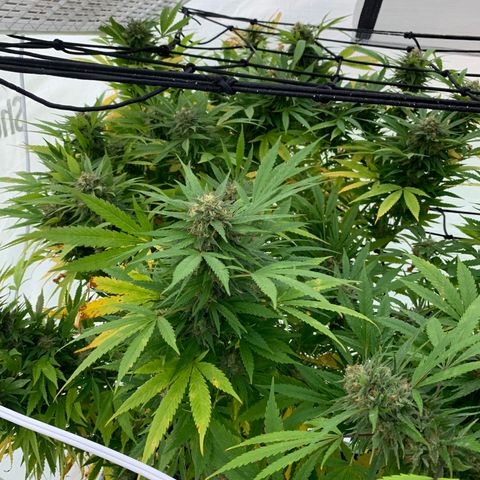 Golden Haze growlog timeline photo