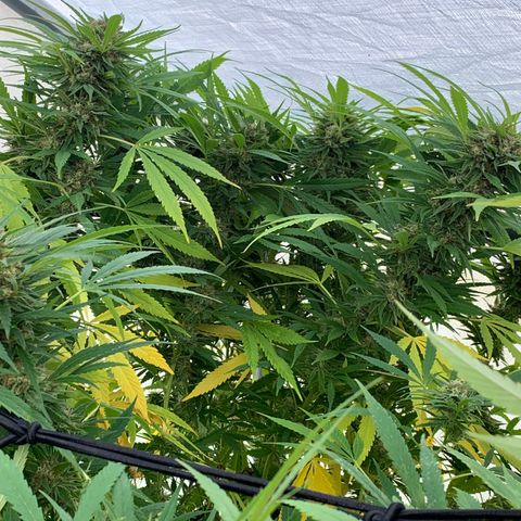 Golden Haze growlog timeline photo