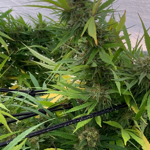 Golden Haze growlog timeline photo