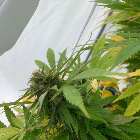 Golden Haze growlog timeline photo