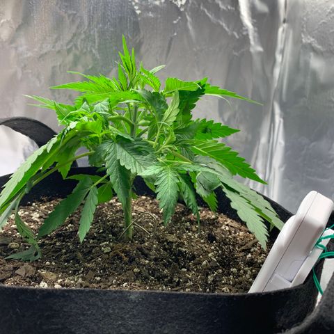 Auto Zkittlez growlog timeline photo