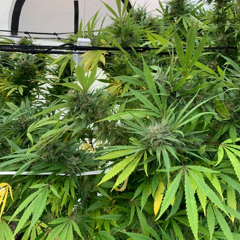 Golden Haze growlog timeline photo