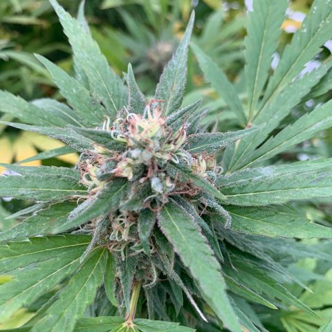 Golden Haze growlog timeline photo
