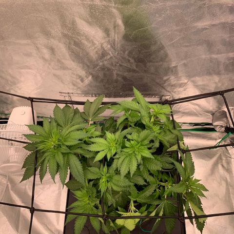 Blueberry growlog timeline photo