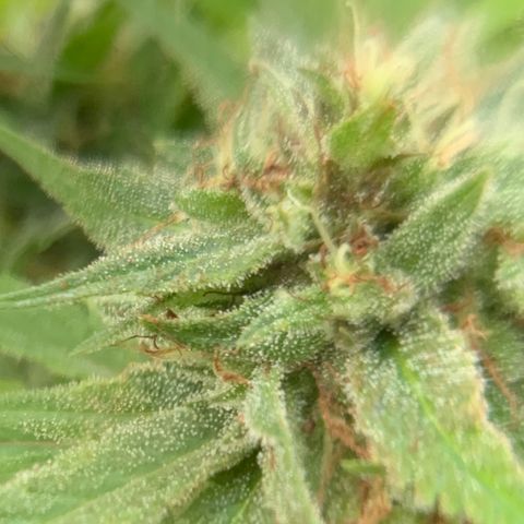 Golden Haze growlog timeline photo