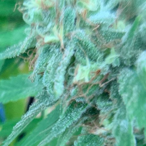 Golden Haze growlog timeline photo