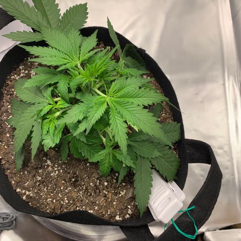 Auto Zkittlez growlog timeline photo
