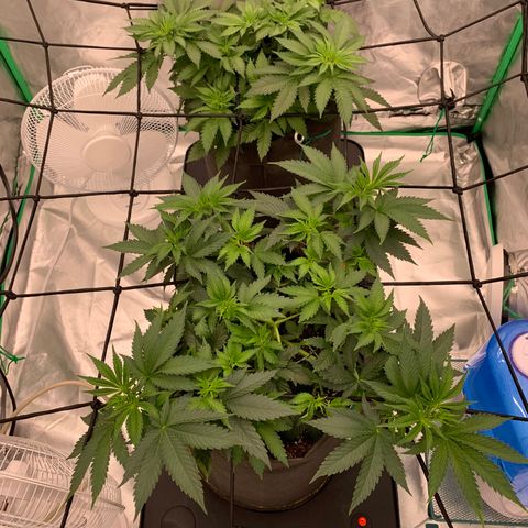 Sunset Sherbert growlog timeline photo