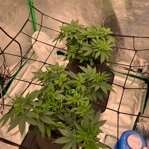 Sunset Sherbert growlog timeline photo