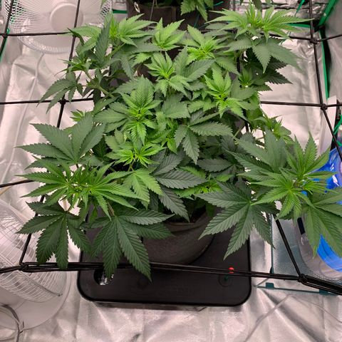 Sunset Sherbert growlog timeline photo