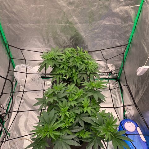 Sunset Sherbert growlog timeline photo