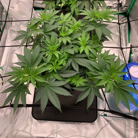 Sunset Sherbert growlog timeline photo