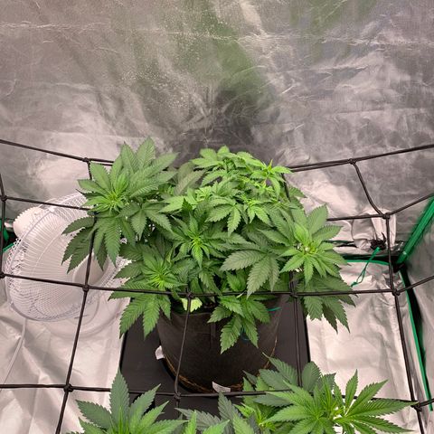 Blueberry growlog timeline photo