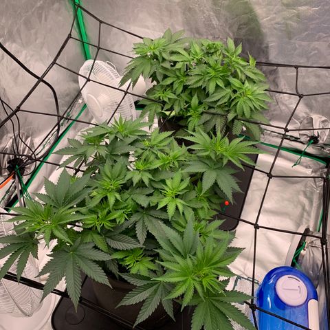 Blueberry growlog timeline photo