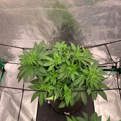 Blueberry growlog timeline photo