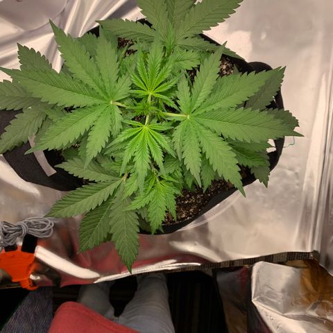 Auto Zkittlez growlog timeline photo