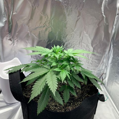 Auto Zkittlez growlog timeline photo
