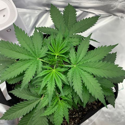 Auto Zkittlez growlog timeline photo