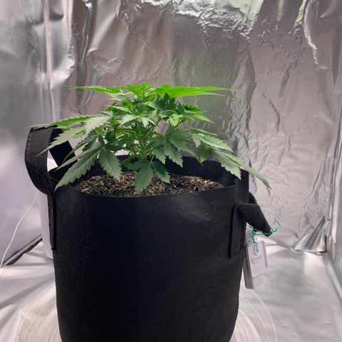 Auto Zkittlez growlog timeline photo